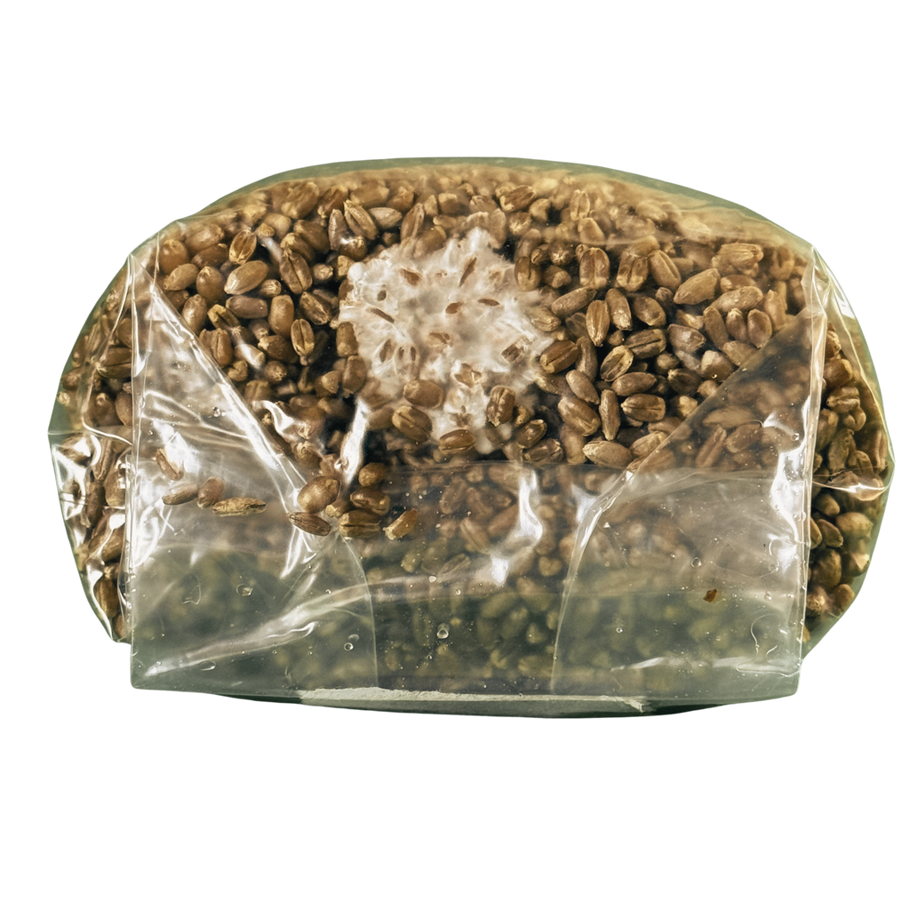 Premium Red Wheat Spawn Bag - Sterile Grains for Mushroom Cultivation