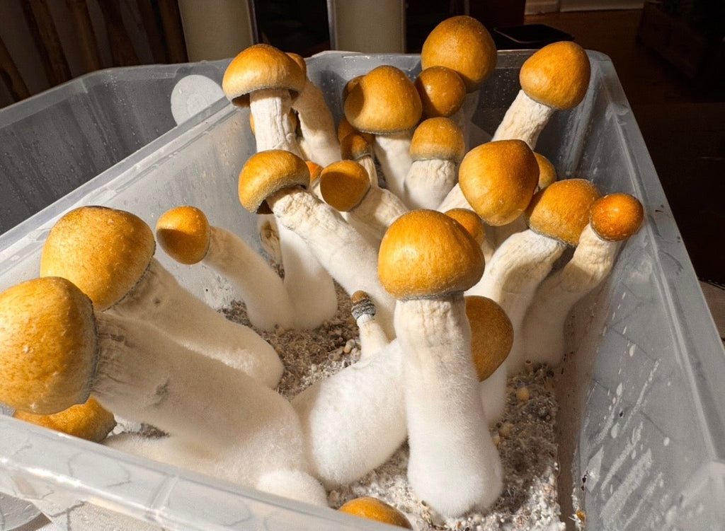 Complete DubTub Refill Kit