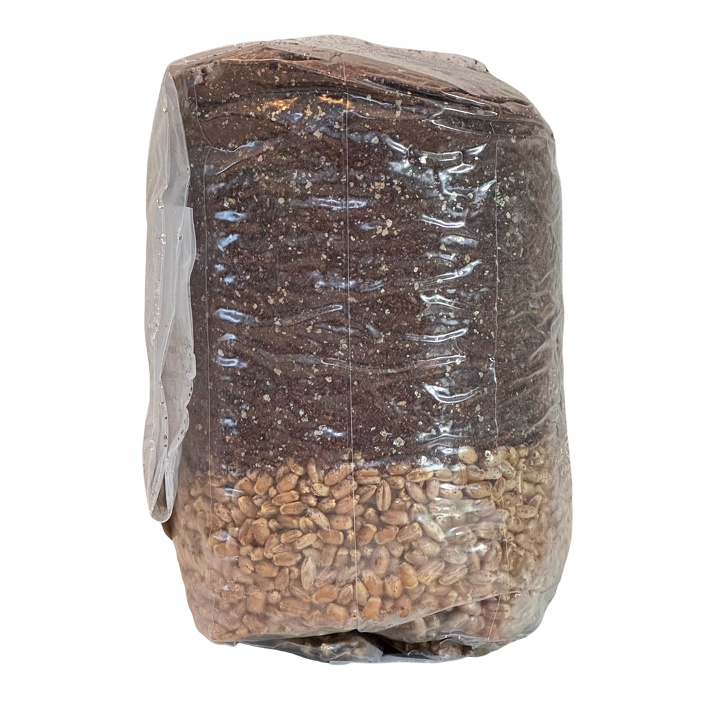 The Master All-In-One (AIO) Grow Bag for Mushroom Cultivation