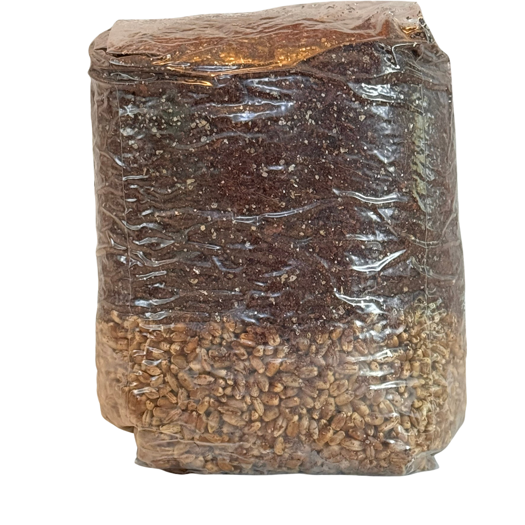 The Master All-In-One (AIO) Grow Bag for Mushroom Cultivation