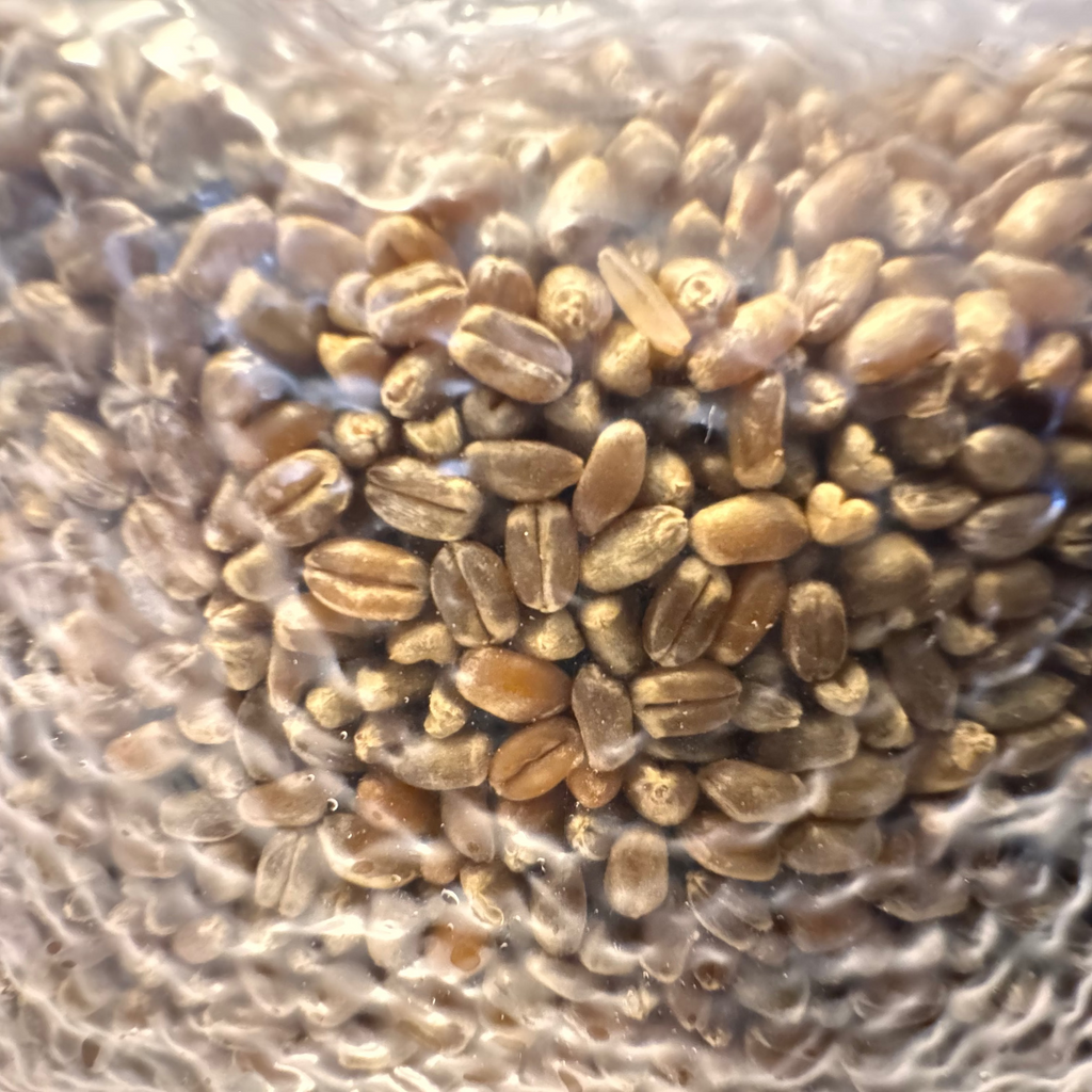 Premium Red Wheat Spawn Bag - Sterile Grains for Mushroom Cultivation