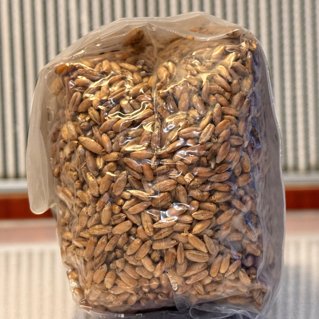 Premium Rye Berry Spawn Bag - Sterilized Grains for Mushroom Cultivation