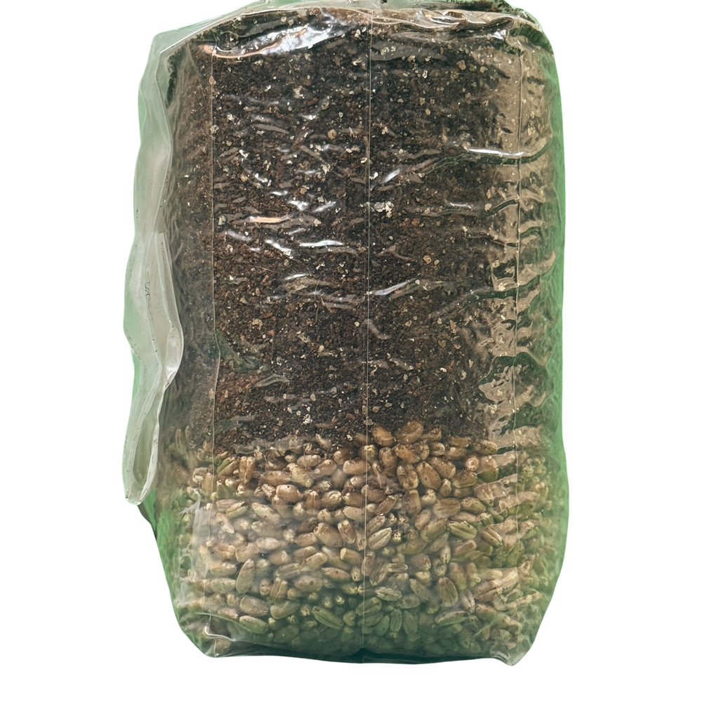 The Starter All-In-One (AIO) Grow Bag for Mushroom Cultivation